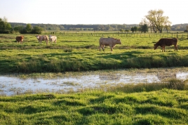 vache_boismont_pmp_m-franquin.jpg